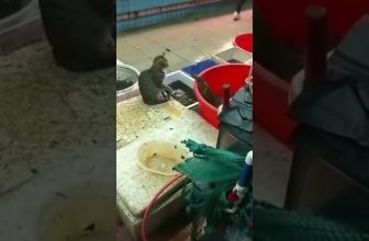 Rein mit dir! 😀 Lustige Katzenvideos #Shorts