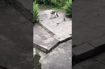 Rollentausch: Die Maus jagt die Katze 😍 Lustige Katzenvideos #Shorts