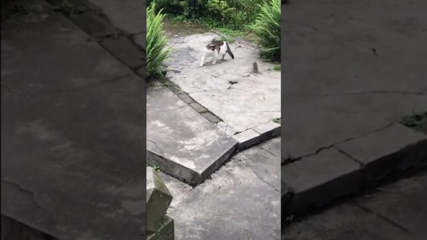 Rollentausch: Die Maus jagt die Katze 😍 Lustige Katzenvideos #Shorts