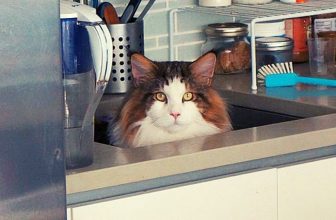 Schlaue Katzen! 😂 Lustige Katzenvideos