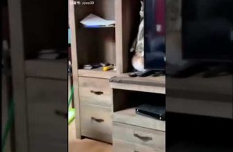 Schlaue Katzen 😆 😅 😂 Lustige Katzenvideos #shorts