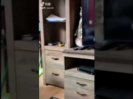 Schlaue Katzen 😆 😅 😂 Lustige Katzenvideos #shorts