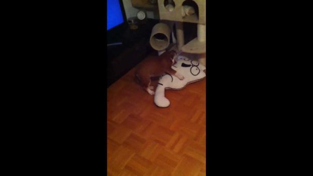 Simons Cat – Continental Bulldog und sein Kissen