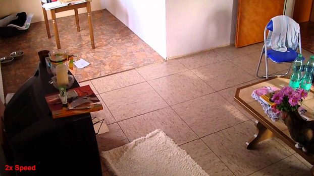 ## Simons Cat Real Life ## – Meine Katze baut Mist!