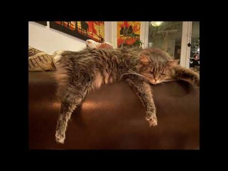 Sleepy Cats, schlafende Katzen 😴🙀lustige Katzenvideos 😹#cats