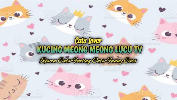 So Cute meowing#shorts