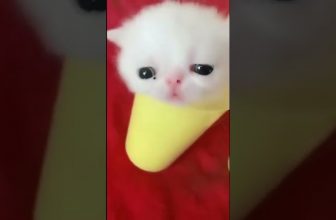 So niedlich! 🥰 Lustige Katzenvideos #shorts