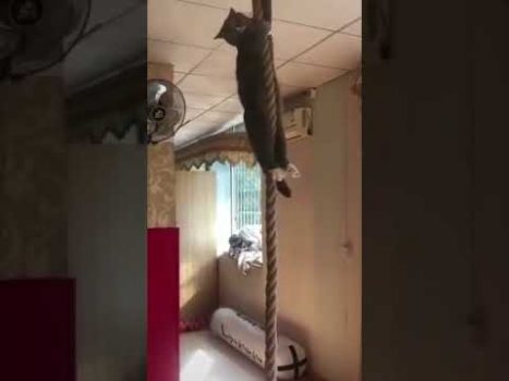 So schnell kann das gehen! 😁 Lustige Katzenvideos #Shorts