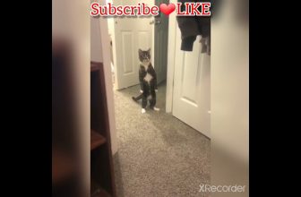 So süß ❤ Beste lustige Katzen und Hunde #lustigevideos #Katzenvideos #lustigehunde