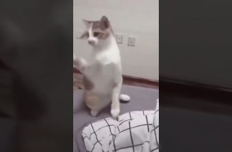So süß! 😘 Lustige Katzenvideos #Shorts