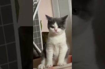 Sooo süß!  🥰  Lustige Katzenvideos #Shorts