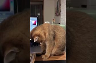 Sooo schwer wach zu bleiben!!!  😍 🥰 😘 Lustige Katzenvideos #Shorts