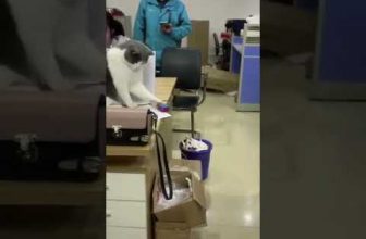 Spiel mit dem Ball 😍 Lustige Katzenvideos #Shorts