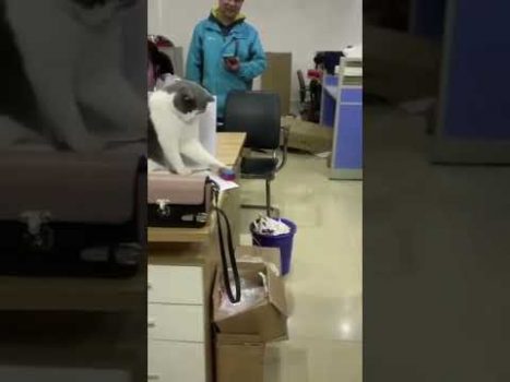 Spiel mit dem Ball 😍 Lustige Katzenvideos #Shorts