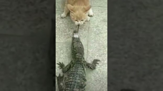 Streit mit einem Krokodil 😆 😅 😂 Lustige Katzenvideos #Shorts