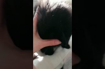 Süße Maine Coon Katze! Süße und Lustige Katzenvideos! Niedliche schwarze Katze! #shorts