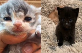 Süße und lustige Katzenvideos Zum Totlachen | KatzenVideos |