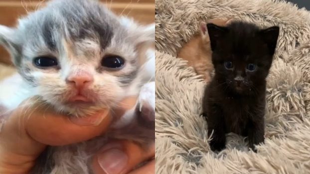 Süße und lustige Katzenvideos Zum Totlachen | KatzenVideos |