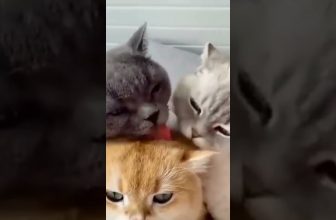 Teamarbeit! 😍 🥰 😘 Lustige Katzenvideos #shorts