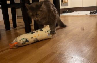 Test XXL Baldrian Katzen-Spielrolle 😻lustige Katzenvideos 😹#cats #tests