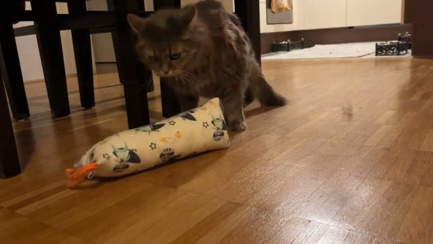 Test XXL Baldrian Katzen-Spielrolle 😻lustige Katzenvideos 😹#cats #tests