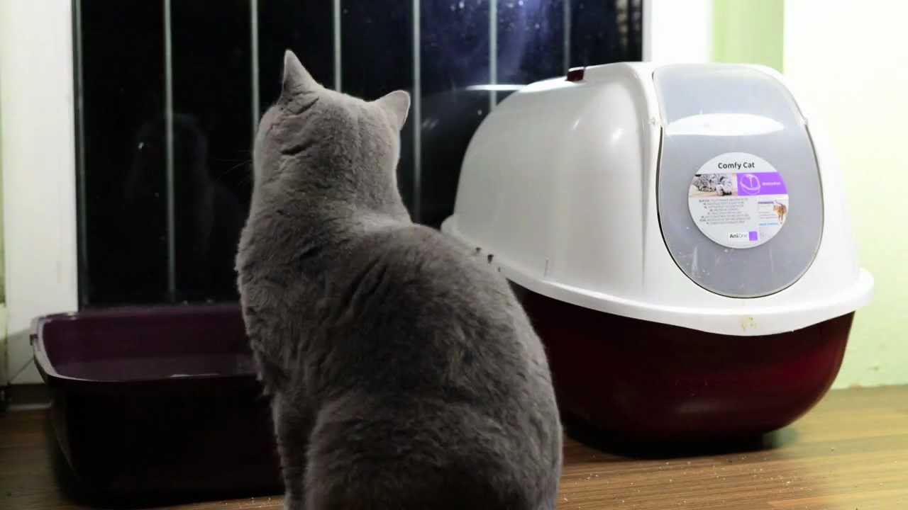 Thema: offene Katzentoilette vs geschlossene Katzentoilette (Teil 2/3) – der Test