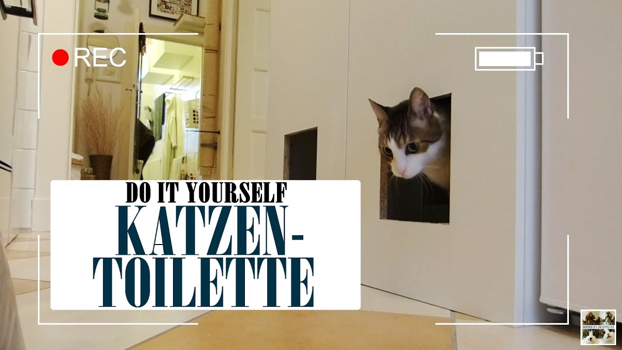 Themendienstag | DIY Katzentoilette | Brother B's and little Eva