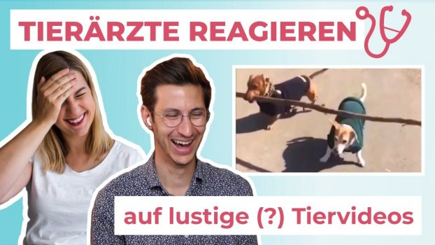 Tierärzte reagieren auf lustige Katzenvideos & Hundevideos