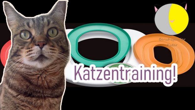 Toilettentraining für Katze