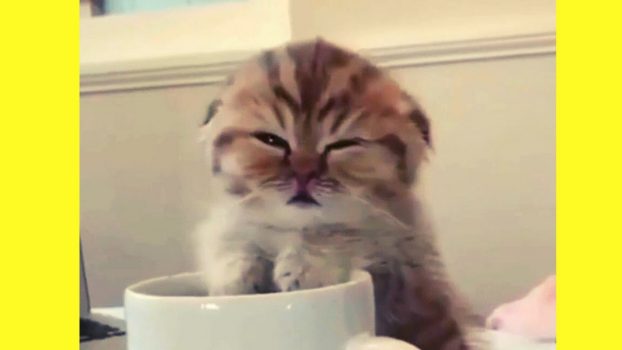 Verspielte Katzen und Kitten 😍 🥰 😘 – Lustige Katzenvideos