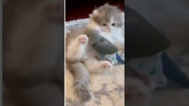 Von einem Vogel überwältigt 😅 😂 🤣 Lustige Katzenvideos #shorts