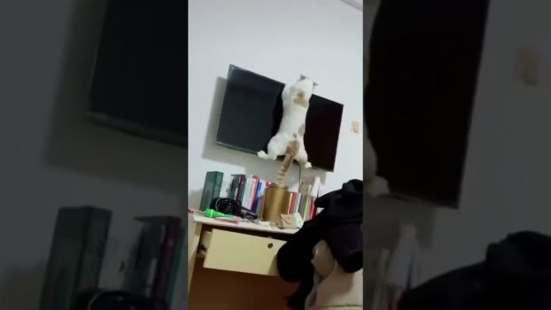 Vor lauter Langeweile 😆 😅 😂 Lustige Katzenvideos #Shorts