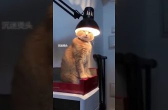 Wellness – Tag 😃 Lustige Katzenvideos #Shorts