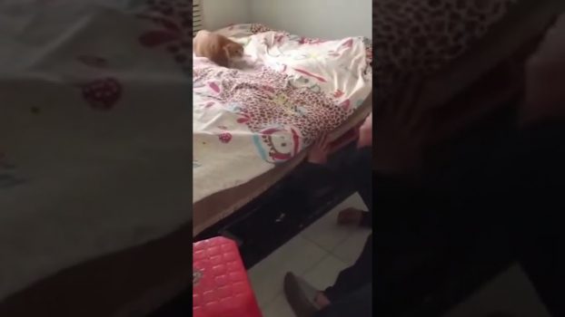 Wenn Katzen Verstecken Spielen 😆 😅 😂   Lustige Katzenvideos #shorts