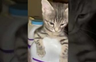 Wenn Katzen sich verstecken 😍 🥰 😘 Lustige Katzenvideos #Shorts