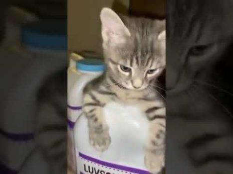 Wenn Katzen sich verstecken 😍 🥰 😘 Lustige Katzenvideos #Shorts