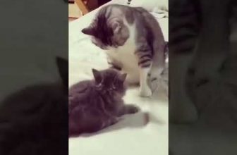 Wenn Kitten provozieren 😍 🥰 😘 Lustige Katzenvideos #Shorts