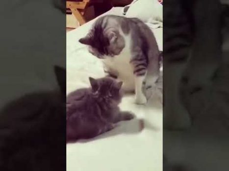 Wenn Kitten provozieren 😍 🥰 😘 Lustige Katzenvideos #Shorts