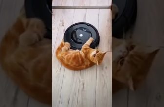 Wenn eine Katze sich durchsetzt 😂 Lustige Katzenvideos #shorts