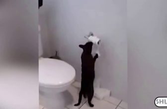 Witzige Katzen ( Lustige Katzenvideos )