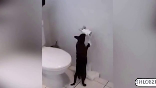 Witzige Katzen ( Lustige Katzenvideos )