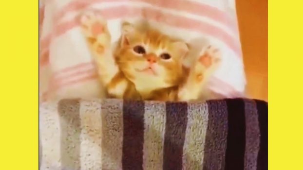 Wunderschön und Einzigartig 😍 🥰 😘 Lustige Katzenvideos