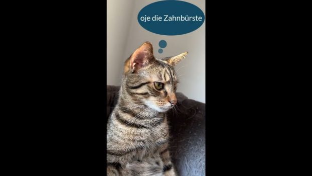Zähneputzen mit Kater Maxi 😻lustige Katzenvideos 😹#cats