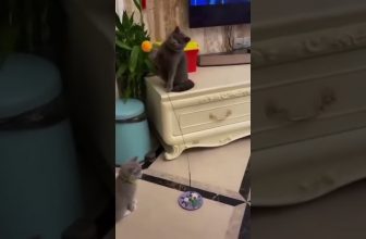 Zwei Katzen spielen mit dem Ball! 😍 Lustige Katzenvideos #Shorts