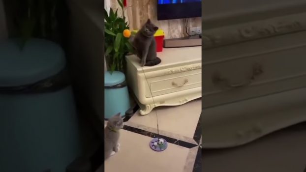 Zwei Katzen spielen mit dem Ball! 😍 Lustige Katzenvideos #Shorts