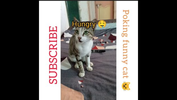 cat is hungry| cute animals ❤️#shorts #funny #hungrycats
