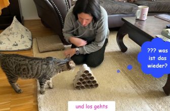 einfaches DIY Fummelbrett für Katzen (nach Anleitung von Amely Rose) 😻lustige Katzenvideos 😹#cats