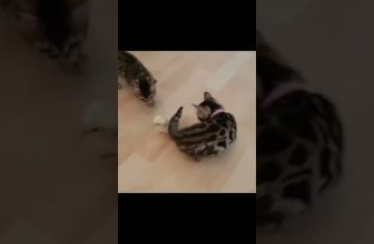 funny cats,  lustige Katzen Videos # Shorts #cats #Katzen #lustig