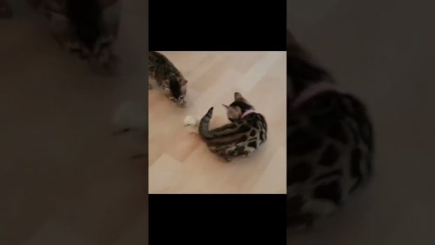 funny cats,  lustige Katzen Videos # Shorts #cats #Katzen #lustig