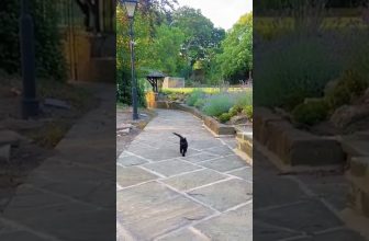 lustigster Catwalk der Welt #Shorts #Katzenvideos